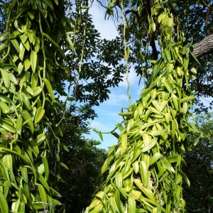 À la découverte de la vanille lors d’un périple à Madagascar