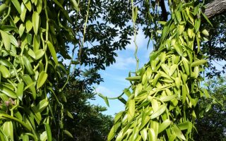 À la découverte de la vanille lors d’un périple à Madagascar